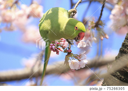 桜の花を食べる野生のワカケホンセイインコのメス　　　　 75266305