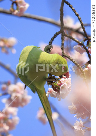 桜の花を食べる野生のワカケホンセイインコのメス 桜の花を食べる野生のワカケホンセイインコのメス 75266331