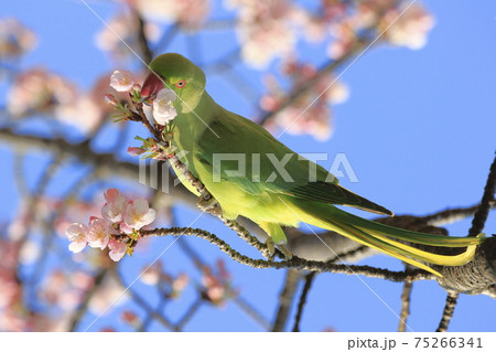 桜の花を食べる野生のワカケホンセイインコのメス 桜の花を食べる野生のワカケホンセイインコのメス 75266341