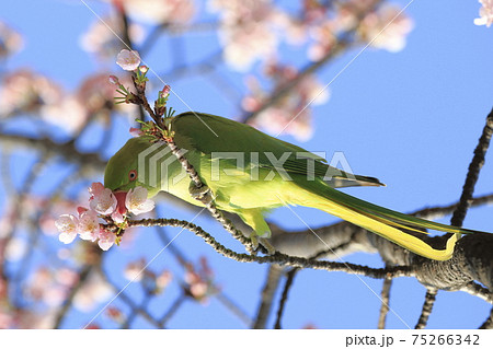 桜の花を食べる野生のワカケホンセイインコのメス 桜の花を食べる野生のワカケホンセイインコのメス 75266342