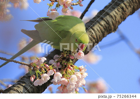 桜の花を食べる野生のワカケホンセイインコのメス 桜の花を食べる野生のワカケホンセイインコのメス 75266344