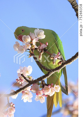 桜の花を食べる野生のワカケホンセイインコのメス 桜の花を食べる野生のワカケホンセイインコのメス 75266358