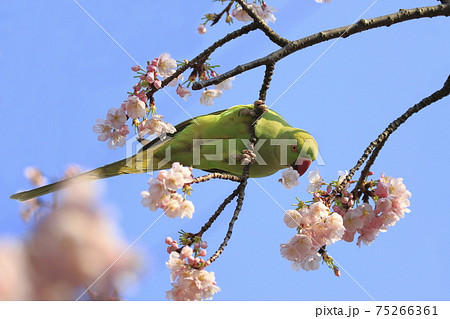 桜の花を食べる野生のワカケホンセイインコのメス　　　　　　　 75266361