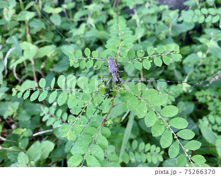 葉の上に乗るカミキリムシと思われる昆虫/The longicorn 葉の上に乗るカミキリムシと思われる昆虫/The longicorn 75266370