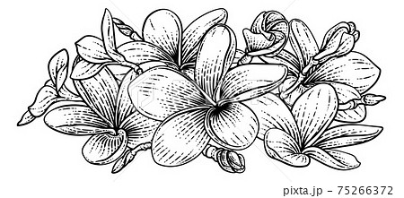 Plumeria Frangipani Tropical Bali Flower Woodcut 75266372