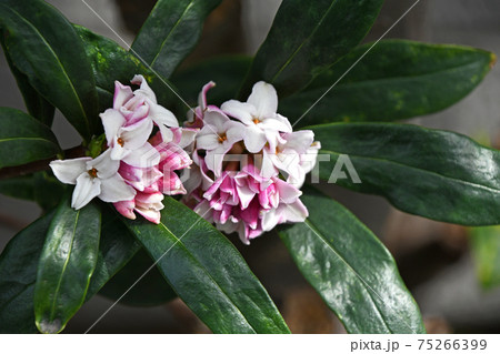 ジンチョウゲ(沈丁花) ジンチョウゲ(沈丁花) 75266399