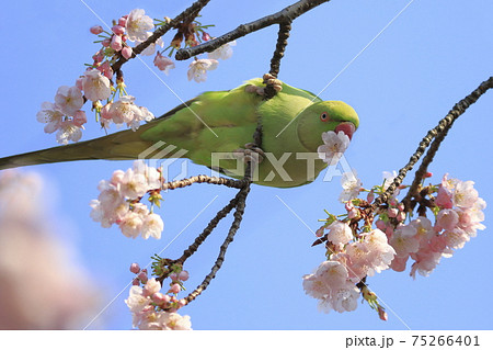 桜の花を食べる野生のワカケホンセイインコのメス　　　　　　　　 75266401