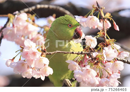 桜の花を食べる野生のワカケホンセイインコのメス 桜の花を食べる野生のワカケホンセイインコのメス 75266403
