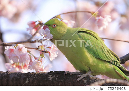 桜の花を食べる野生のワカケホンセイインコのメス 桜の花を食べる野生のワカケホンセイインコのメス 75266408