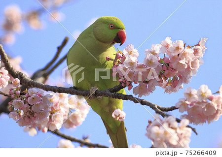 桜の花を食べる野生のワカケホンセイインコのメス 桜の花を食べる野生のワカケホンセイインコのメス 75266409