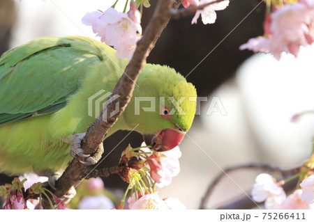 桜の花を食べる野生のワカケホンセイインコのメス　　　　　　　　 75266411