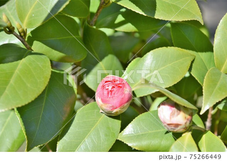 ピンクの椿　冬の花 75266449