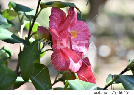 ピンクの椿　冬の花 75266450