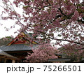 茨城県桜川市の雨引観音と河津桜 75266501