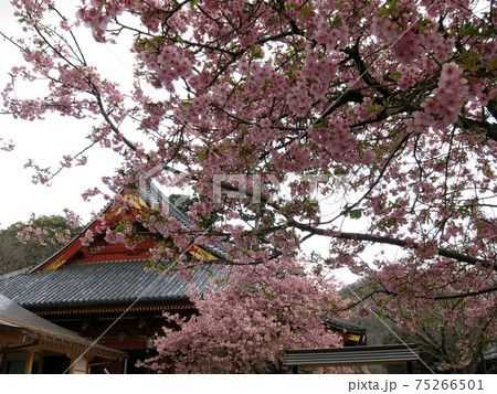茨城県桜川市の雨引観音と河津桜 75266501