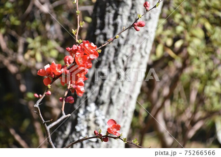 赤い花が咲く小梅 早春の花 の写真素材