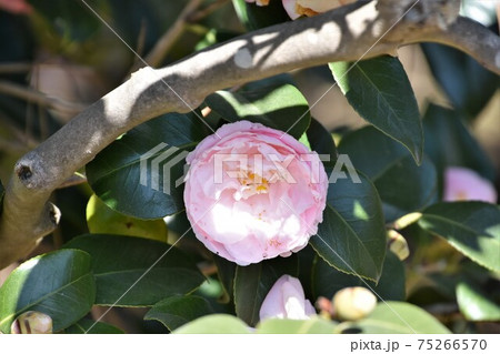 ピンクの椿　冬の花 75266570