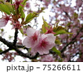 満開の河津桜 75266611