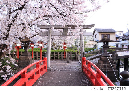 六孫王神社 満開の桜と鳥居 六孫王神社 満開の桜と鳥居 75267556
