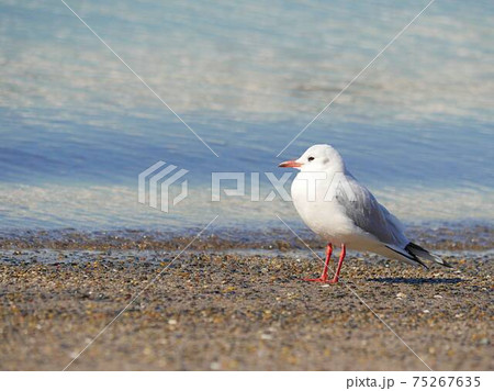 ユリカモメ3　たたずむ 75267635