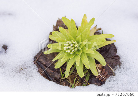 早春の残雪とフキノトウ 早春の残雪とフキノトウ 75267660