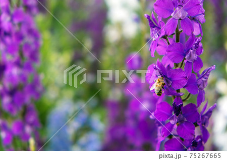 Delphinium elatum close up background. Multicolored Larkspur flowers. Delphinium putple, blue, pink flowers grows in the garden. 75267665