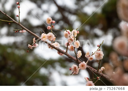 寒空に咲く梅の花 寒空に咲く梅の花 75267668