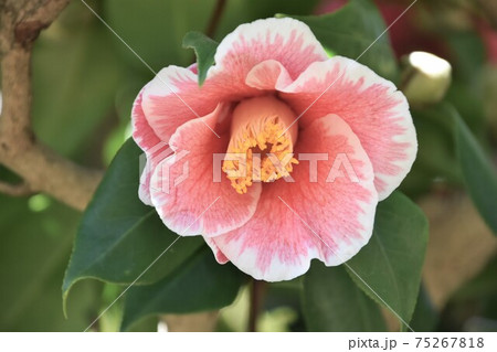 ピンクの椿　冬の花 75267818