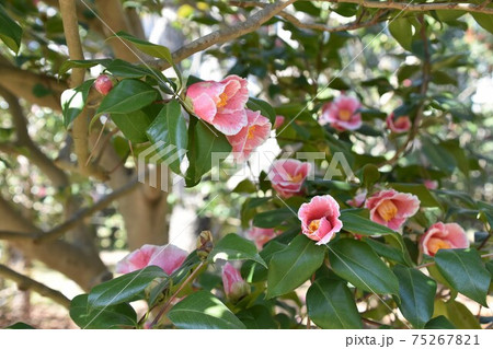 ピンクの椿　冬の花 75267821
