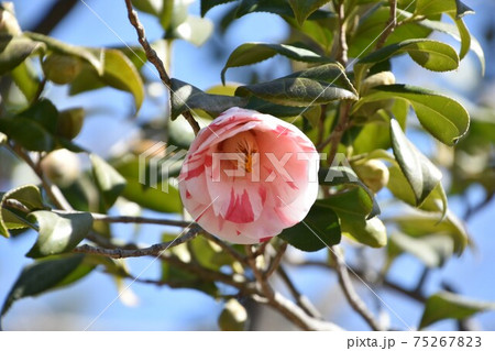 ピンクの椿　冬の花 75267823