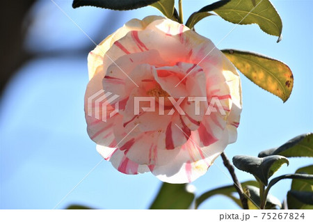 ピンクの椿 冬の花 ピンクの椿 冬の花 75267824