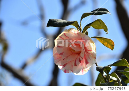 ピンクの椿　冬の花 75267943