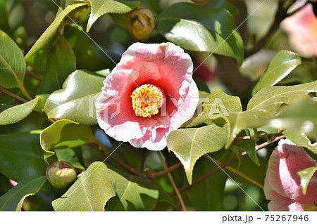 ピンクの椿 冬の花 ピンクの椿 冬の花 75267946