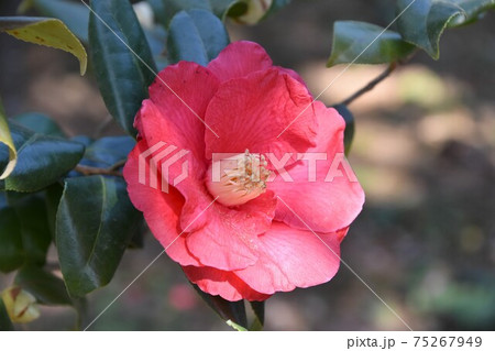 赤い椿 冬の花の写真素材