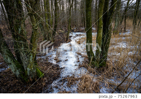 A winter photo of an icy water pond in a forest. Picture from Lund, Sweden 75267963