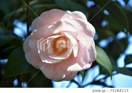 ピンクの椿 冬の花 ピンクの椿 冬の花 75268115