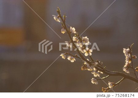 春を告げる白梅の花 75268174