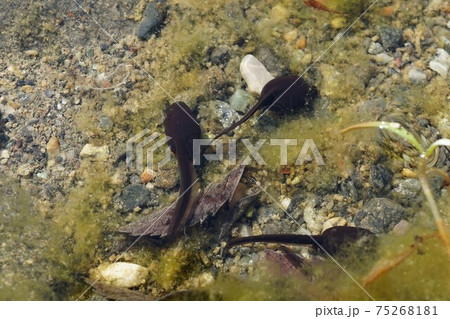 おたまじゃくし　オタマジャクシ　お玉杓子　tadpole　 75268181