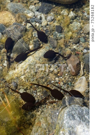 おたまじゃくし　オタマジャクシ　お玉杓子　tadpole　 75268182