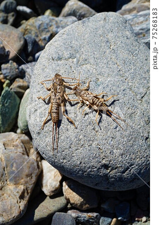カゲロウ 脱皮 昆虫 虫 抜殻 羽化 カゲロウ 脱皮 昆虫 虫 抜殻 羽化 75268183