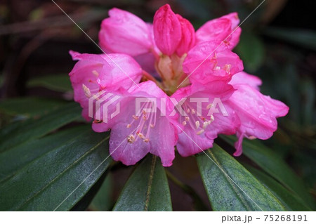 シャクナゲ 石楠花 石南花 シャクナゲ 石楠花 石南花 75268191