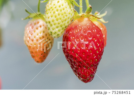 赤く実ったイチゴの果実 ハウスの苺 いちご狩り 宮城県山元町の写真素材