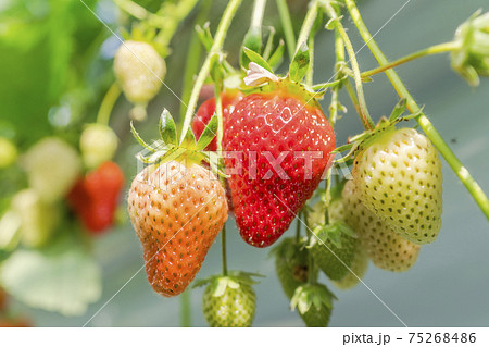 赤く実ったイチゴの果実 ハウスの苺 いちご狩り 宮城県山元町の写真素材