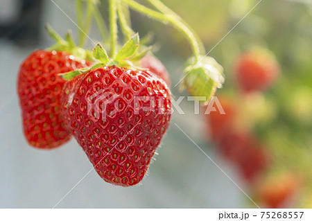赤く実ったイチゴの果実　ハウスの苺　いちご狩り　宮城県山元町 75268557