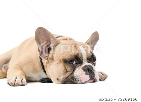 anorexic an anorexic french bulldog lying on a white...の写真素材 [75269166] - PIXTA