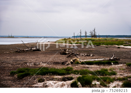 【北海道】この世の果てと言われる東道の幻想風景、野付半島のトドワラ 75269215
