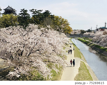 伊賀川の桜並木〈岡崎城公園/愛知県岡崎市〉 75269615