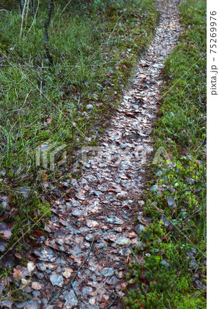 path in the forest going into the distance is covered with fallen autumn leaves 75269976