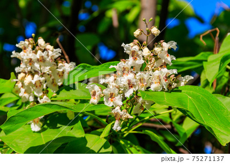 Beautiful white flowers of a catalpa tree 75271137