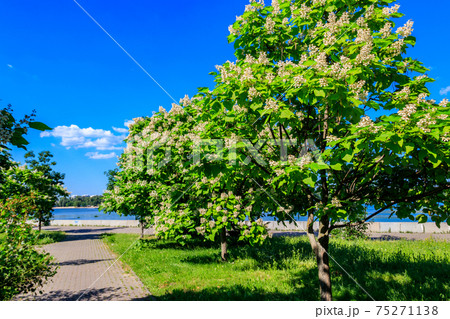 Beautiful blooming catalpa trees in a park Beautiful blooming catalpa trees in a park 75271138